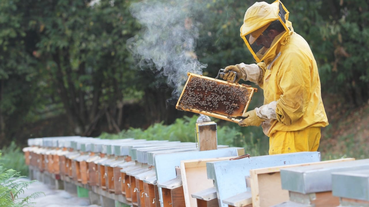 30 Rookie Beekeeping Mistakes to Avoid 13 30 Rookie Beekeeping Mistakes to Avoid - beekeeper dp13127586