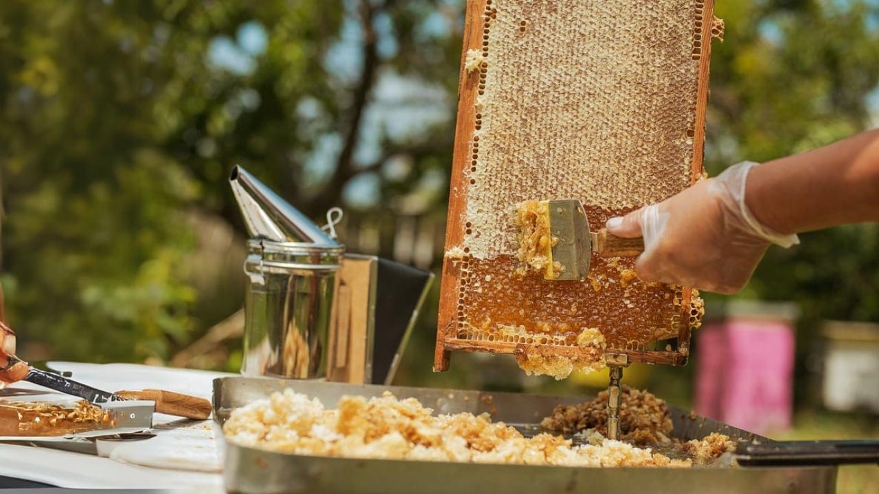 From Hive to Jar: The Art & Science of Harvesting Honey 3 From Hive to Jar: The Art & Science of Harvesting Honey - beekeeper honey harvesting collects honey ss292689875
