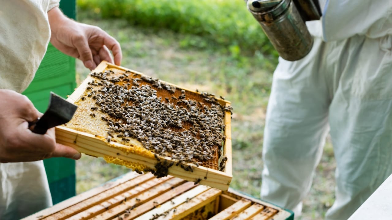 Beekeeping Became a Wartime Lifeline During WWII 6 Beekeeping Became a Wartime Lifeline During WWII - beekeepers holding honeycomb frame dp502855572