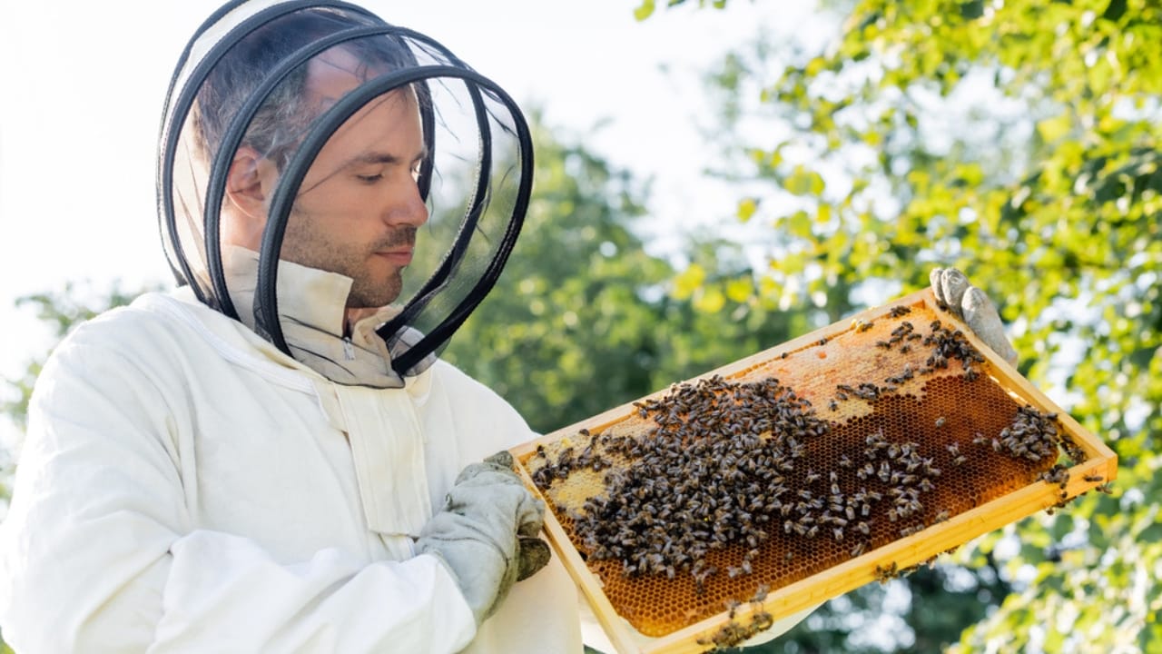 From Hive to Jar: The Art & Science of Harvesting Honey 7 From Hive to Jar: The Art & Science of Harvesting Honey - beekeeping dp502855998