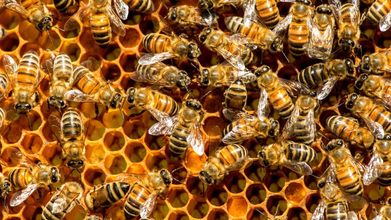 Bees Build Perfectly Symmetrical Hives—Here’s Why It Matters 3 Bees Build Perfectly Symmetrical Hives—Here’s Why It Matters - bees on honeycomb dp146505745