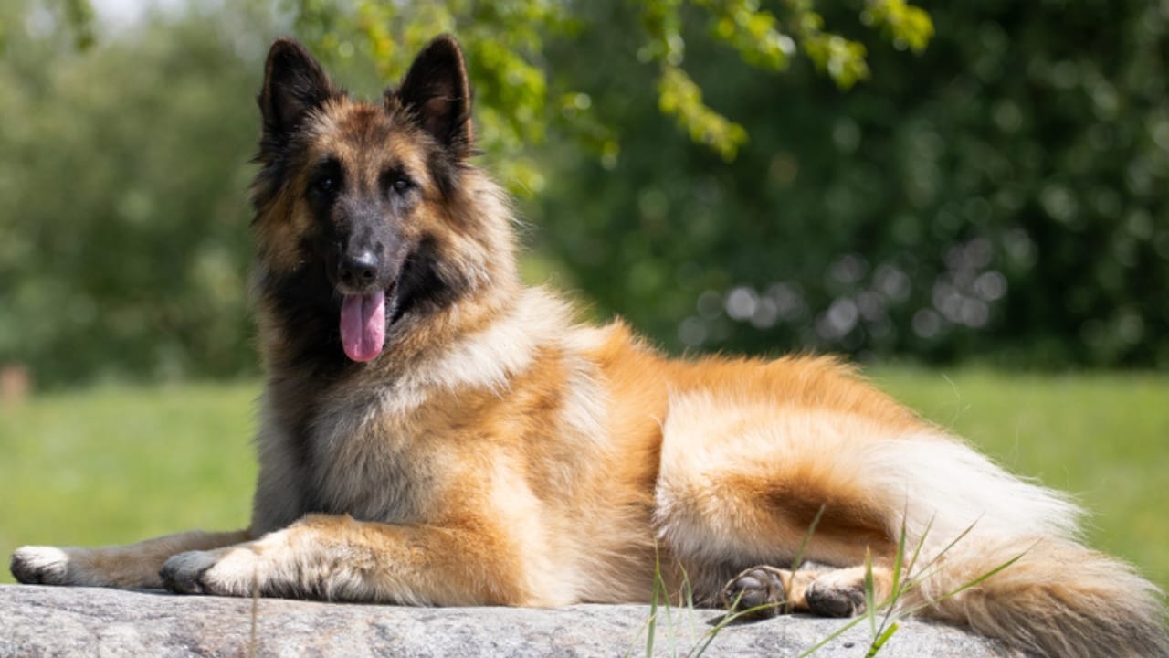25 Dogs Who Handle Time Alone Like Pros 19 25 Dogs Who Handle Time Alone Like Pros - belgian tervuren ss1508981816