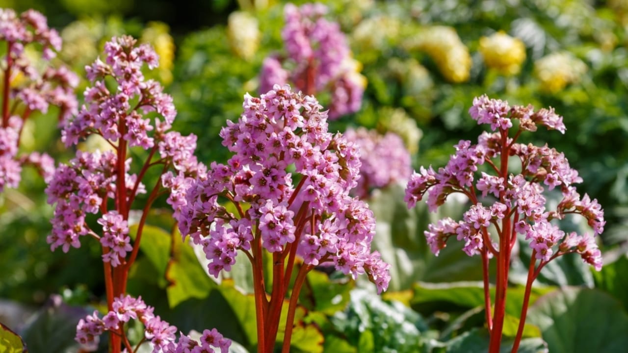 15 Perennials to Make Your Autumn Garden Glow with Colorful Foliage 6 15 Perennials to Make Your Autumn Garden Glow with Colorful Foliage - bergenia ss2368789393