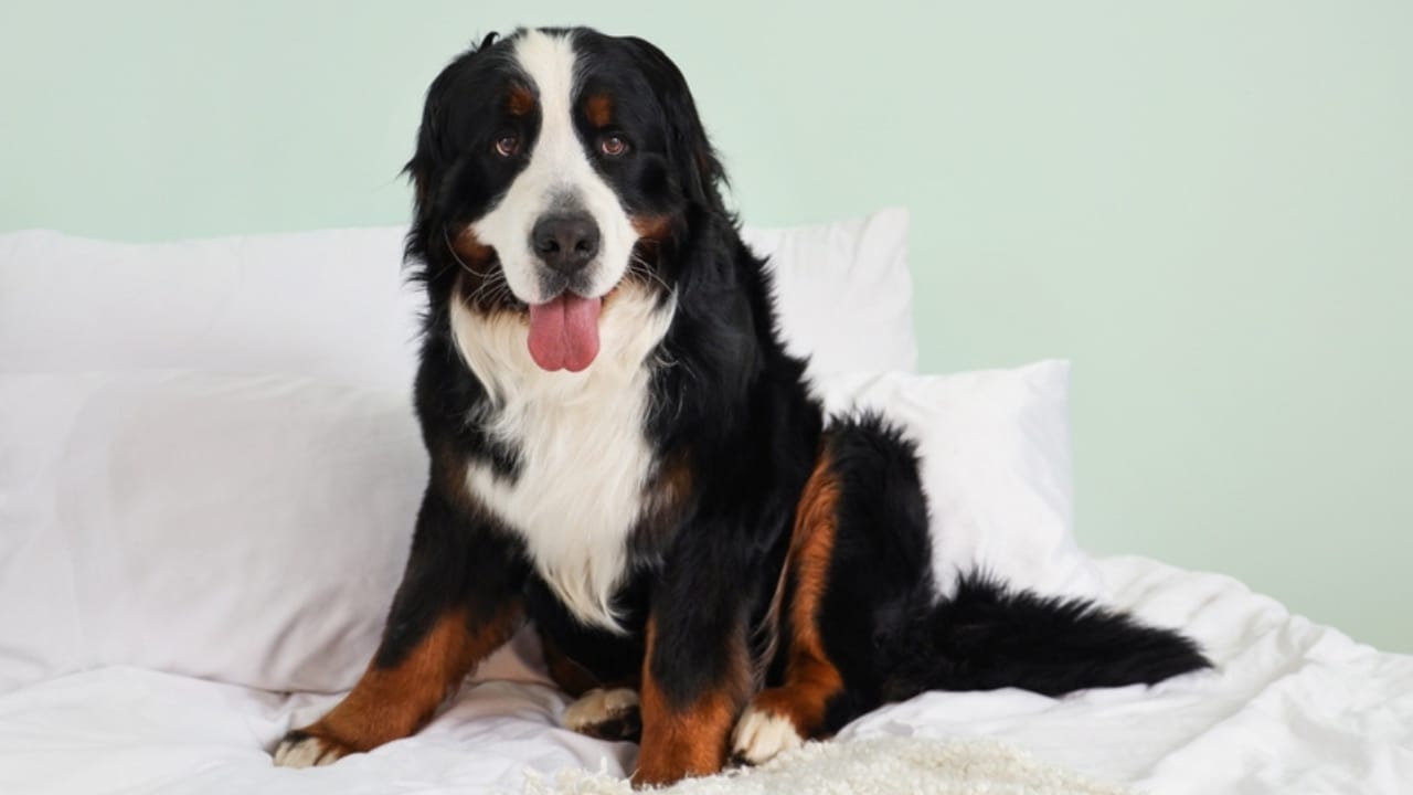 18 Breeds That Love to Take Over Your Bed Every Night 10 18 Breeds That Love to Take Over Your Bed Every Night - bernese mountain dog ss2475543089