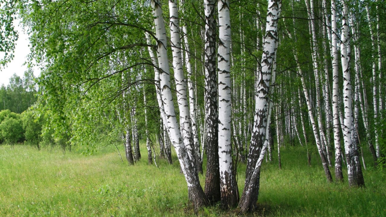 20 Trees That Could Be Your Lifeline in a Survival Situation 4 20 Trees That Could Be Your Lifeline in a Survival Situation - birch tree dp2852432