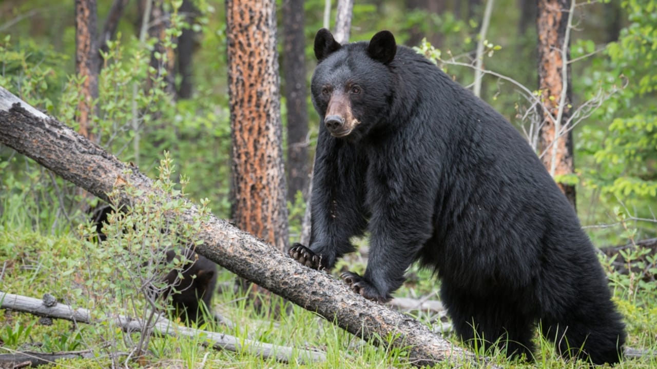 11 Fierce Predators That Raccoons Must Outsmart to Survive 8 11 Fierce Predators That Raccoons Must Outsmart to Survive - black bear dp344100926