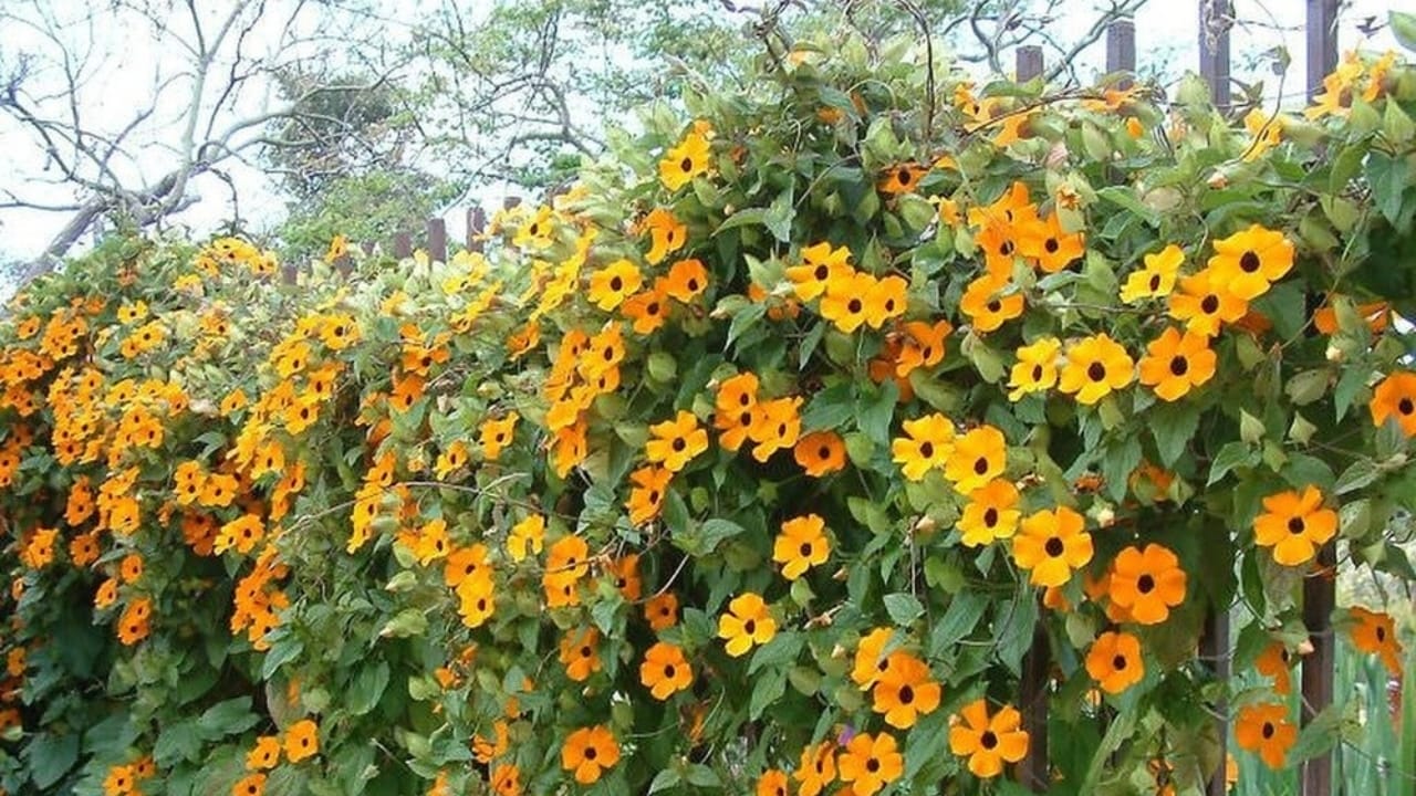 15 Flowering Vines That Beat the Weeds Every Time 12 15 Flowering Vines That Beat the Weeds Every Time - black eyed susan vine ss2456317811