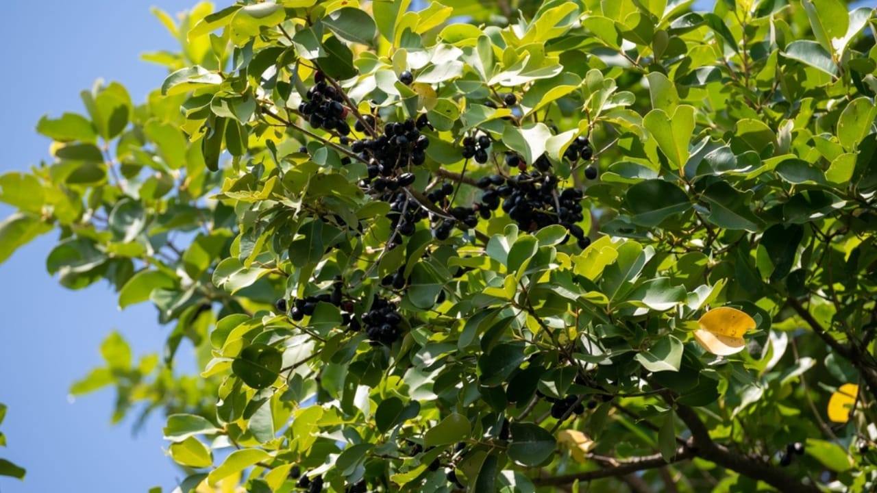 13 Life-Saving Plants That Can Filter Water in a Pinch 15 13 Life-Saving Plants That Can Filter Water in a Pinch - black plum ss2335790177