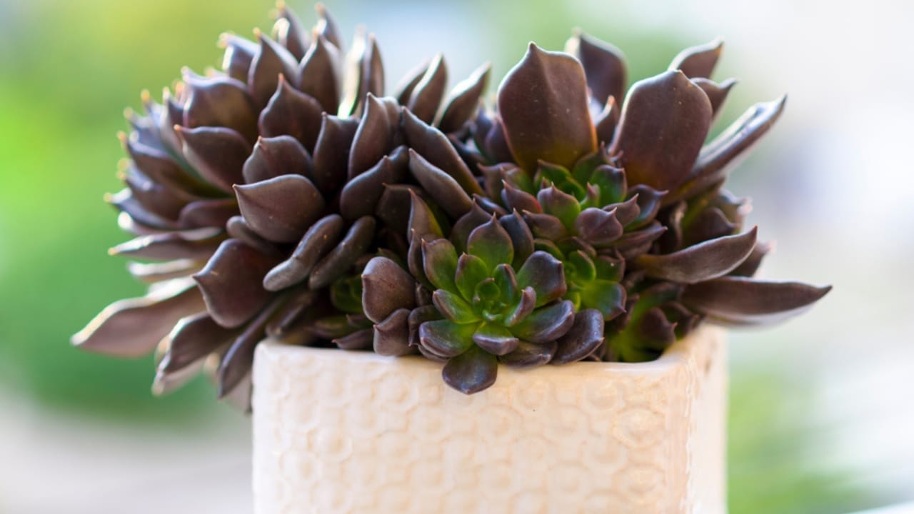 15 Succulents That Keep Weeds at Bay in Even the Driest Gardens 5 15 Succulents That Keep Weeds at Bay in Even the Driest Gardens - black prince echeveria ss1360496768