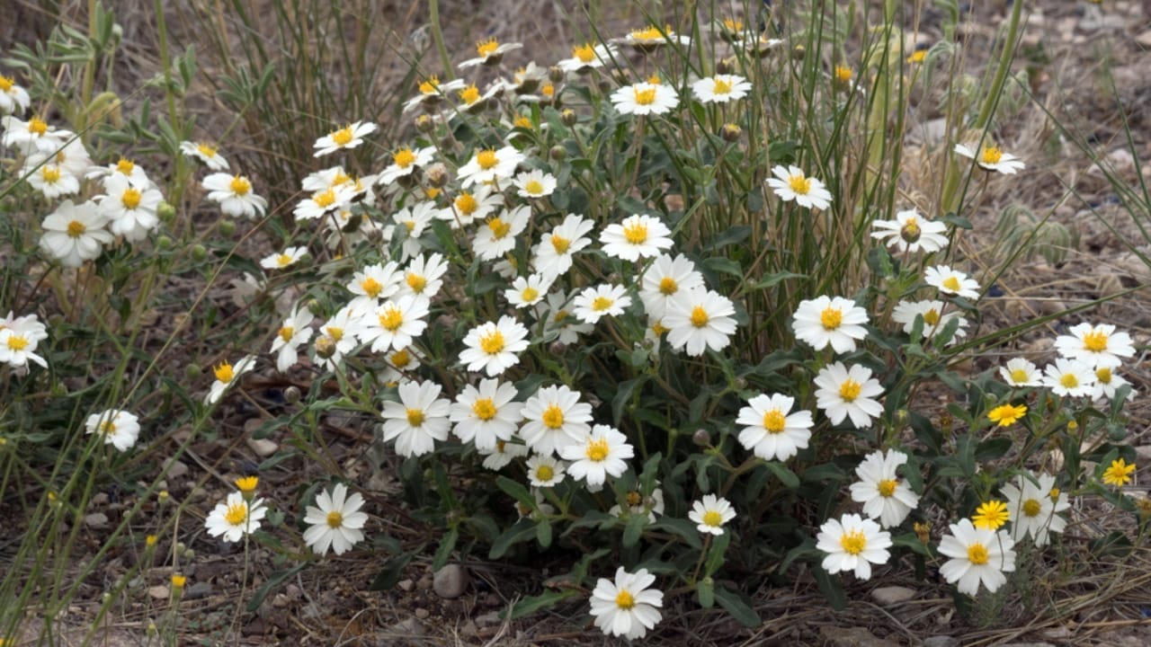 15 Hardy Plants That Thrive in Dry, Desert Landscapes 8 15 Hardy Plants That Thrive in Dry, Desert Landscapes - blackfoot daisy ss1373832764