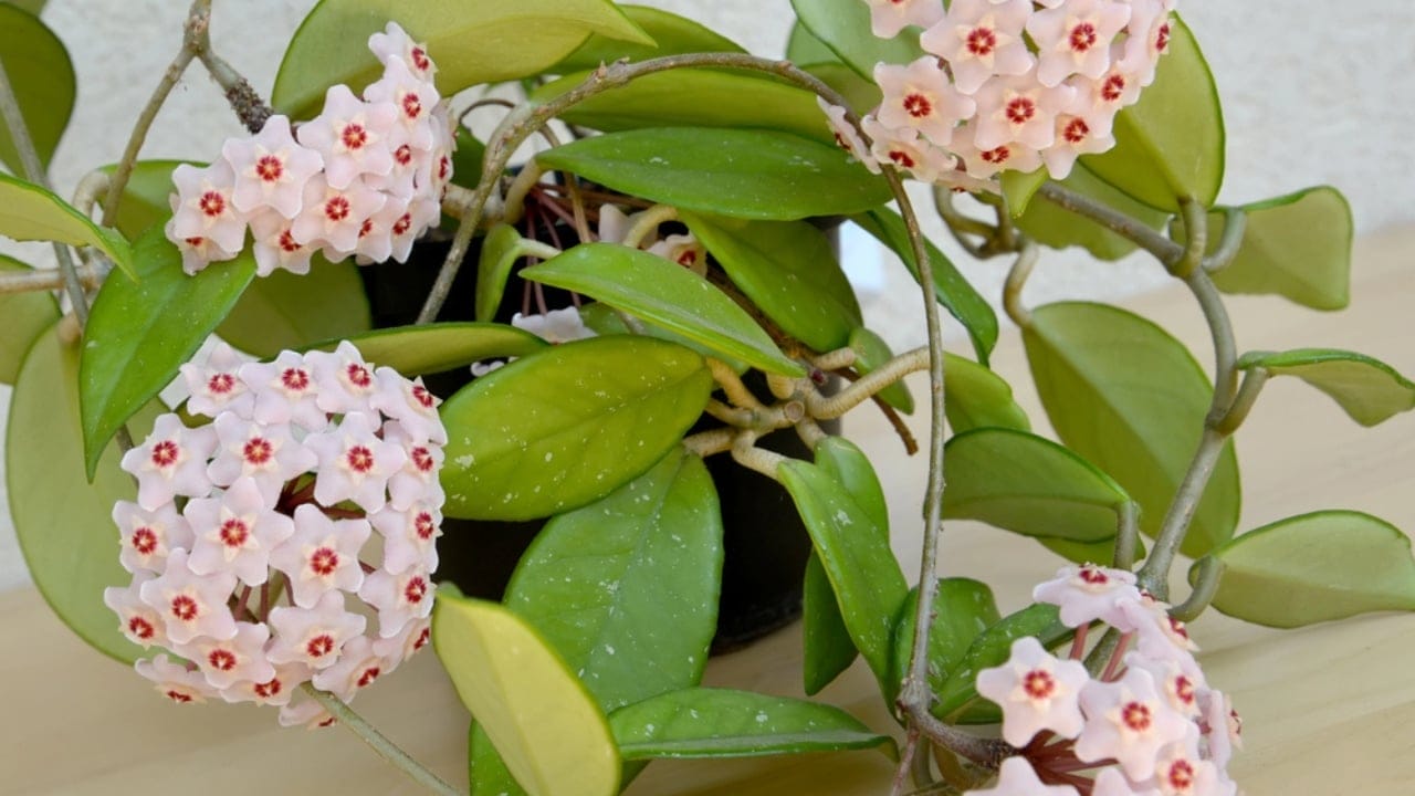 The Houseplant That Looks Like Porcelain & Smells Like Heaven - blooming hoya carnosa dp52558183