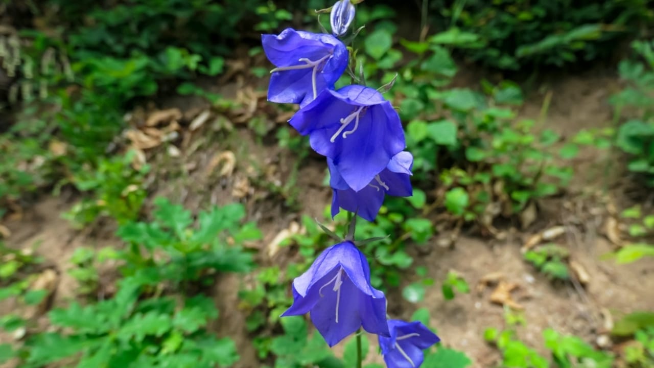 Bring Rare Blue Blooms to Your Garden With These Perennials 16 Bring Rare Blue Blooms to Your Garden With These Perennials - blue bellflower ss2531137677
