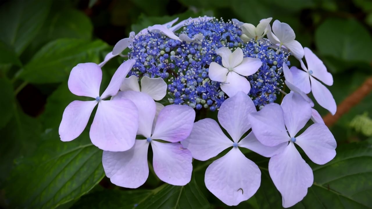 6 Shade-Loving Hydrangeas Perfect for Low-Sun Gardens 14 6 Shade-Loving Hydrangeas Perfect for Low-Sun Gardens - blue billow hyrdrangea ss2485638173