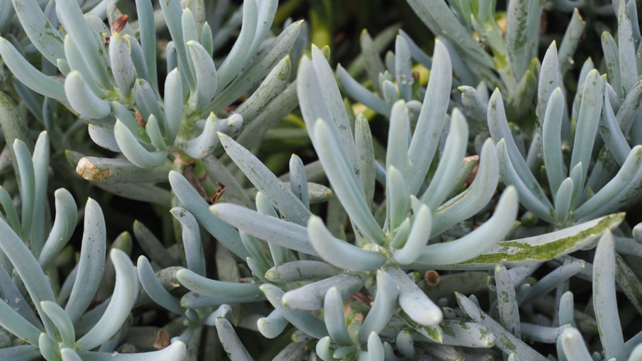 15 Succulents That Keep Weeds at Bay in Even the Driest Gardens 16 15 Succulents That Keep Weeds at Bay in Even the Driest Gardens - blue chalk sticks ss1257104203