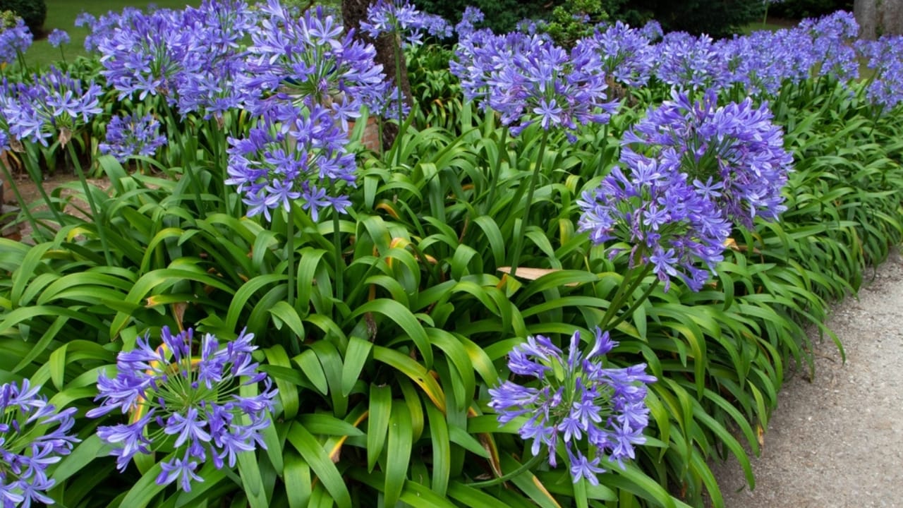 Bring Rare Blue Blooms to Your Garden With These Perennials 17 Bring Rare Blue Blooms to Your Garden With These Perennials - blue lily of the nile ss2121605741