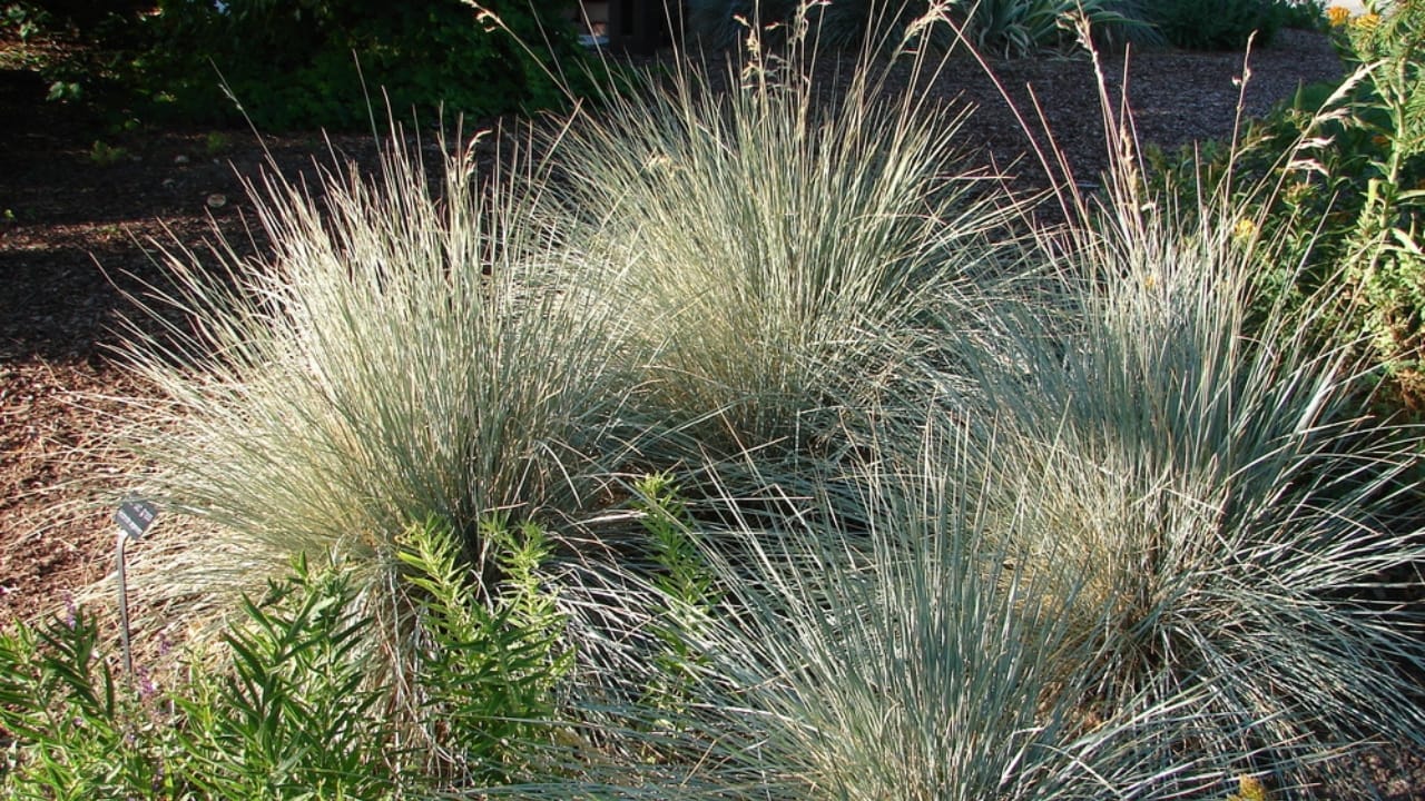 Say Goodbye to Weeds with These 15 Ornamental Grasses 15 Say Goodbye to Weeds with These 15 Ornamental Grasses - blue oat grass ss463351166