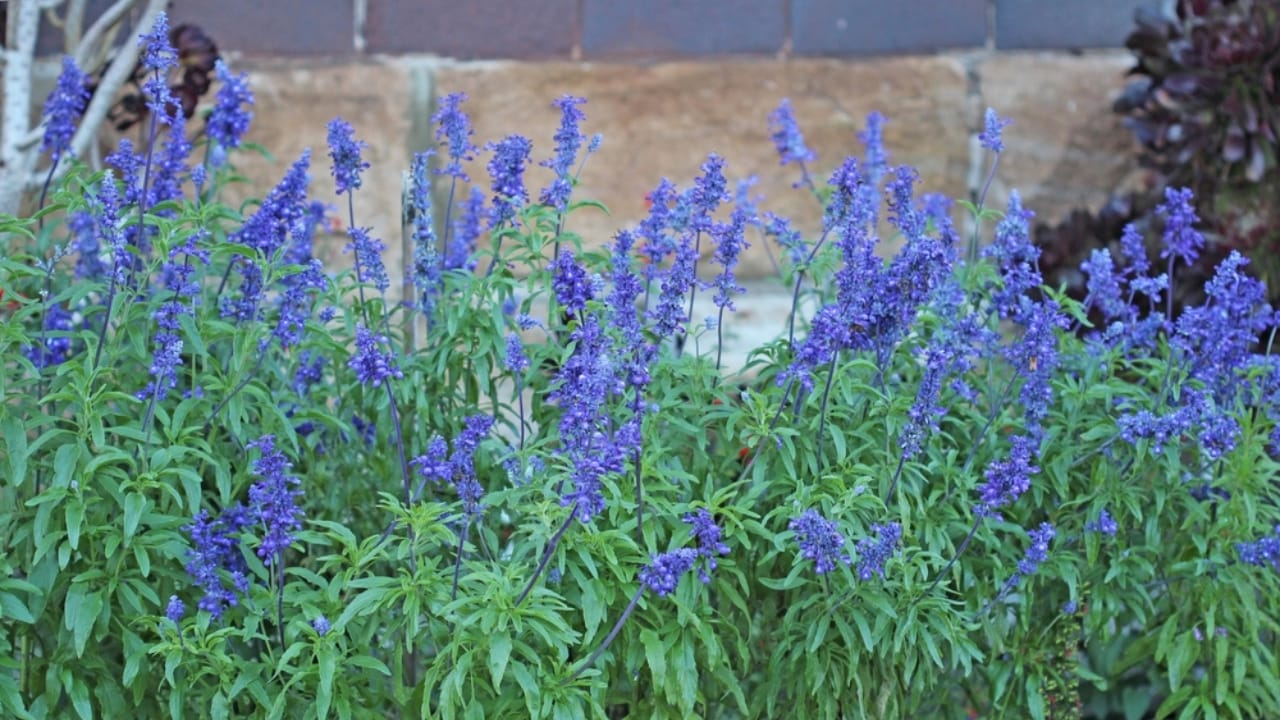 Bring Rare Blue Blooms to Your Garden With These Perennials 14 Bring Rare Blue Blooms to Your Garden With These Perennials - blue salvias ss2115222218