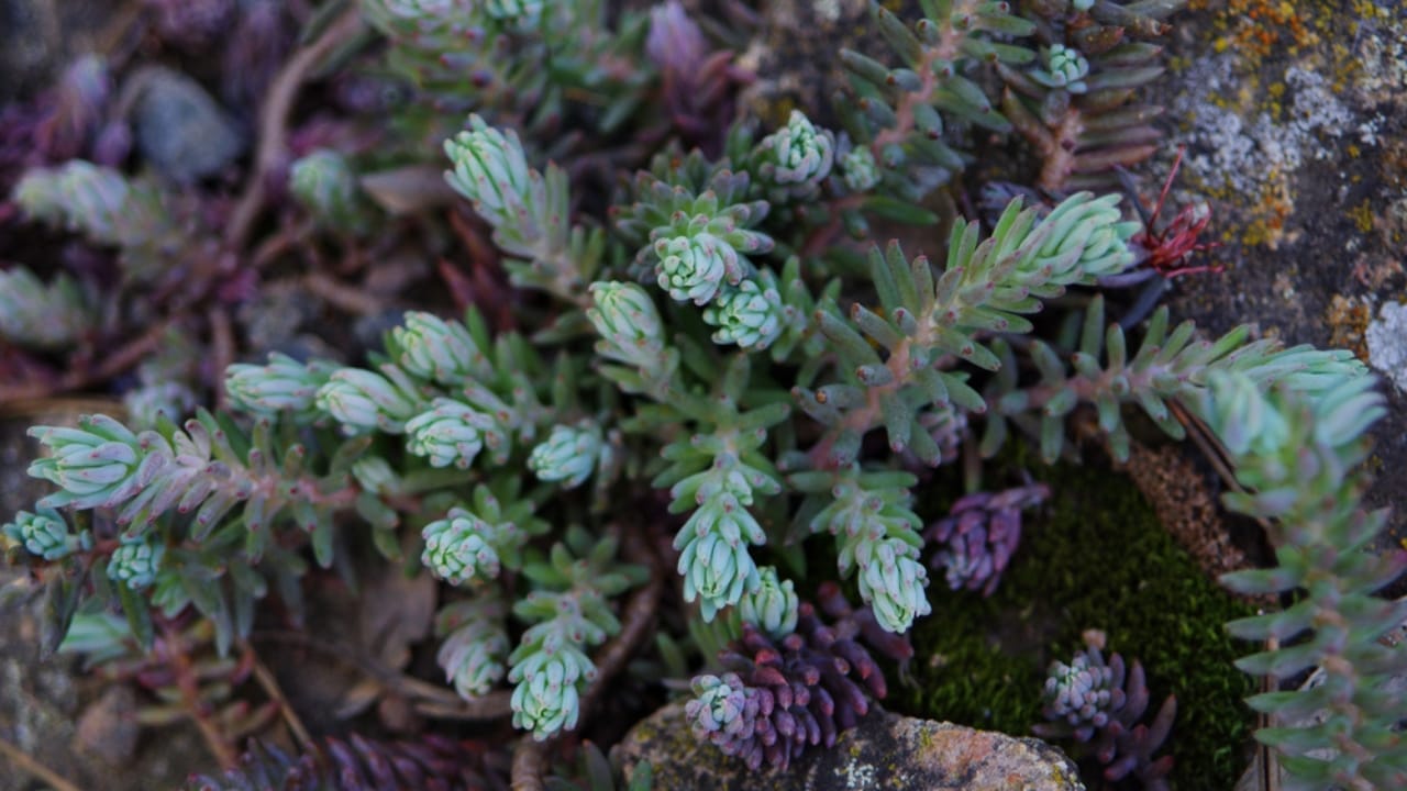 15 Succulents That Keep Weeds at Bay in Even the Driest Gardens - blue spruce stonecrop ss1072557668