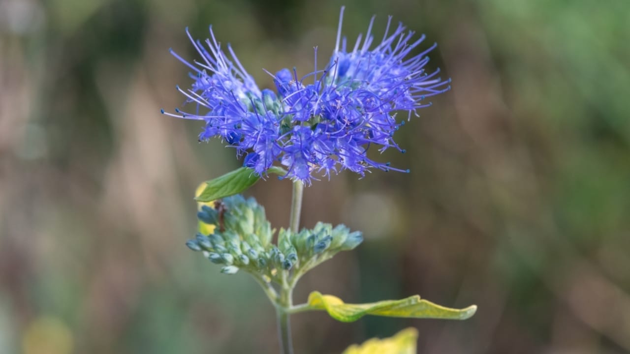 Bring Rare Blue Blooms to Your Garden With These Perennials 11 Bring Rare Blue Blooms to Your Garden With These Perennials - bluebeard ss2114288741