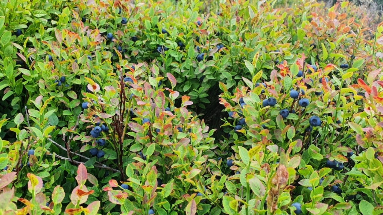 12 Bushes That Bring Brilliant Fall Colors to Your Landscape 8 12 Bushes That Bring Brilliant Fall Colors to Your Landscape - blueberry bush ss2474098691