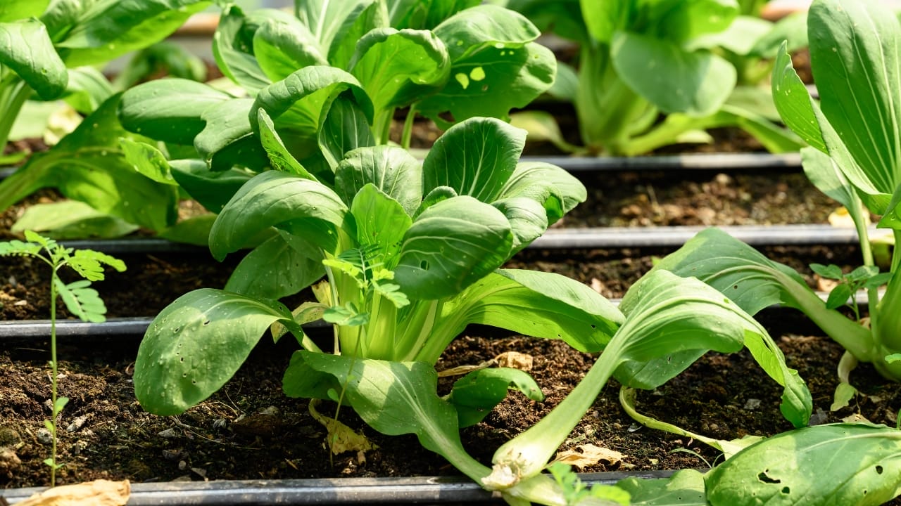 20 Best Vegetables for High-Yield Container Gardening 21 20 Best Vegetables for High-Yield Container Gardening - bok choy growing ss2442262241