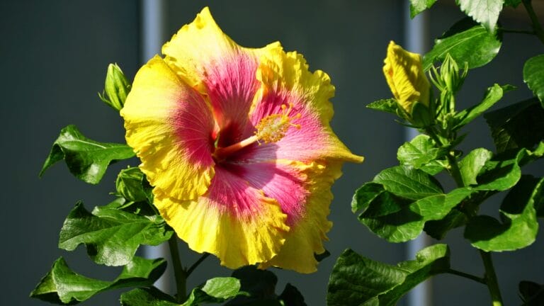 Fertilize Hibiscus Like a Pro: Timing for the Best Blooms 3 Fertilize Hibiscus Like a Pro: Timing for the Best Blooms - bon temps hibiscus flower ss1623062596