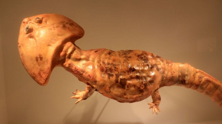 10 of the Weirdest Extinct Animals You've Never Heard Of 3 10 of the Weirdest Extinct Animals You've Never Heard Of - boomerang headed amphibian Diplocaulus magnicornis wc