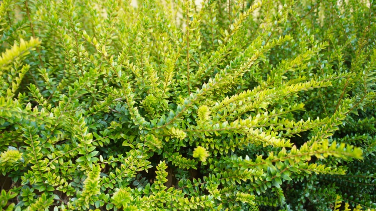 These 12 Ground Covers Combat Unwanted Weeds So You Don’t Have To 9 These 12 Ground Covers Combat Unwanted Weeds So You Don’t Have To -