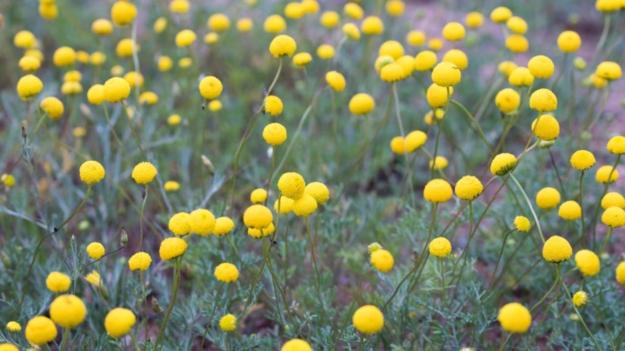 Say Goodbye to Weeds with These 15 Creeping Garden Path Plants 14 Say Goodbye to Weeds with These 15 Creeping Garden Path Plants - brass buttons ss2035040585