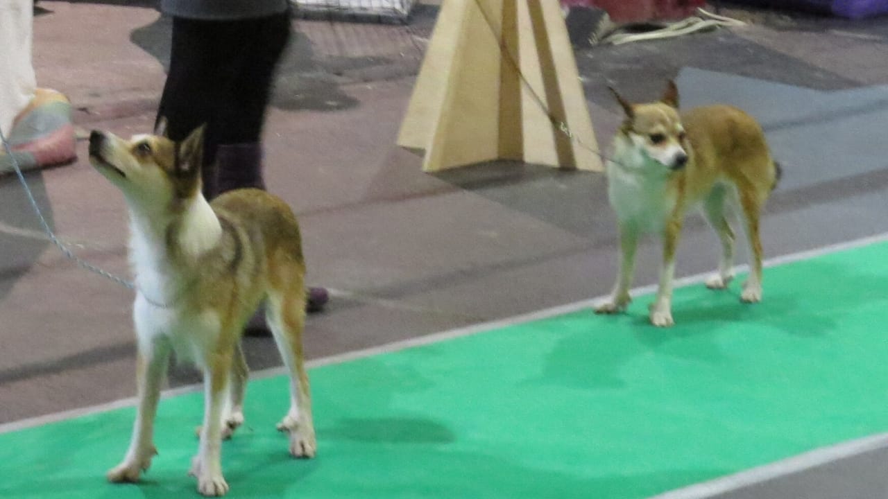 The World's Most Unique Dog: 8 Lundehund Facts 5 The World's Most Unique Dog: 8 Lundehund Facts - breeder norweigan lunderhund wc