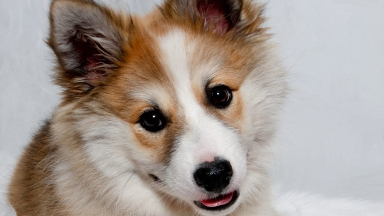 The World's Most Unique Dog: 8 Lundehund Facts 7 The World's Most Unique Dog: 8 Lundehund Facts - breeding norweigan lunderhund ss2139597585