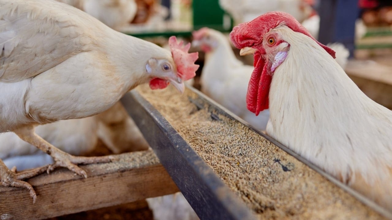 Homemade Chicken Feed 101: Health-Boosting Recipes, Including Our Tried-and-True Favorite 14 Homemade Chicken Feed 101: Health-Boosting Recipes, Including Our Tried-and-True Favorite - broiler eating ss2323870513