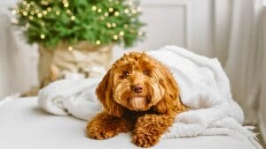 15 Doodle Dog Breeds Taking the Pet World by Storm 1 15 Doodle Dog Breeds Taking the Pet World by Storm - brown labradoodle dog ss2394924133 degm