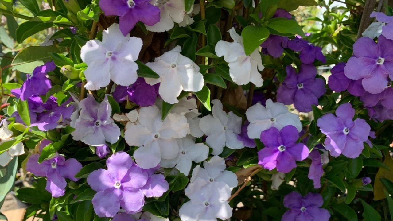 Watch These 13 Flowers Change Colors as the Season Changes 6 Watch These 13 Flowers Change Colors as the Season Changes - brunfelsia oligoflora ss2161564489