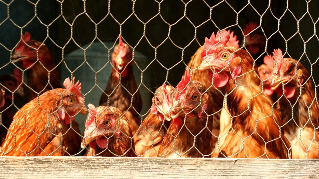 Don’t Build a Chicken Coop Without These 14 Must-Haves 11 Don’t Build a Chicken Coop Without These 14 Must-Haves - bunch of chicken in coop dp3443187