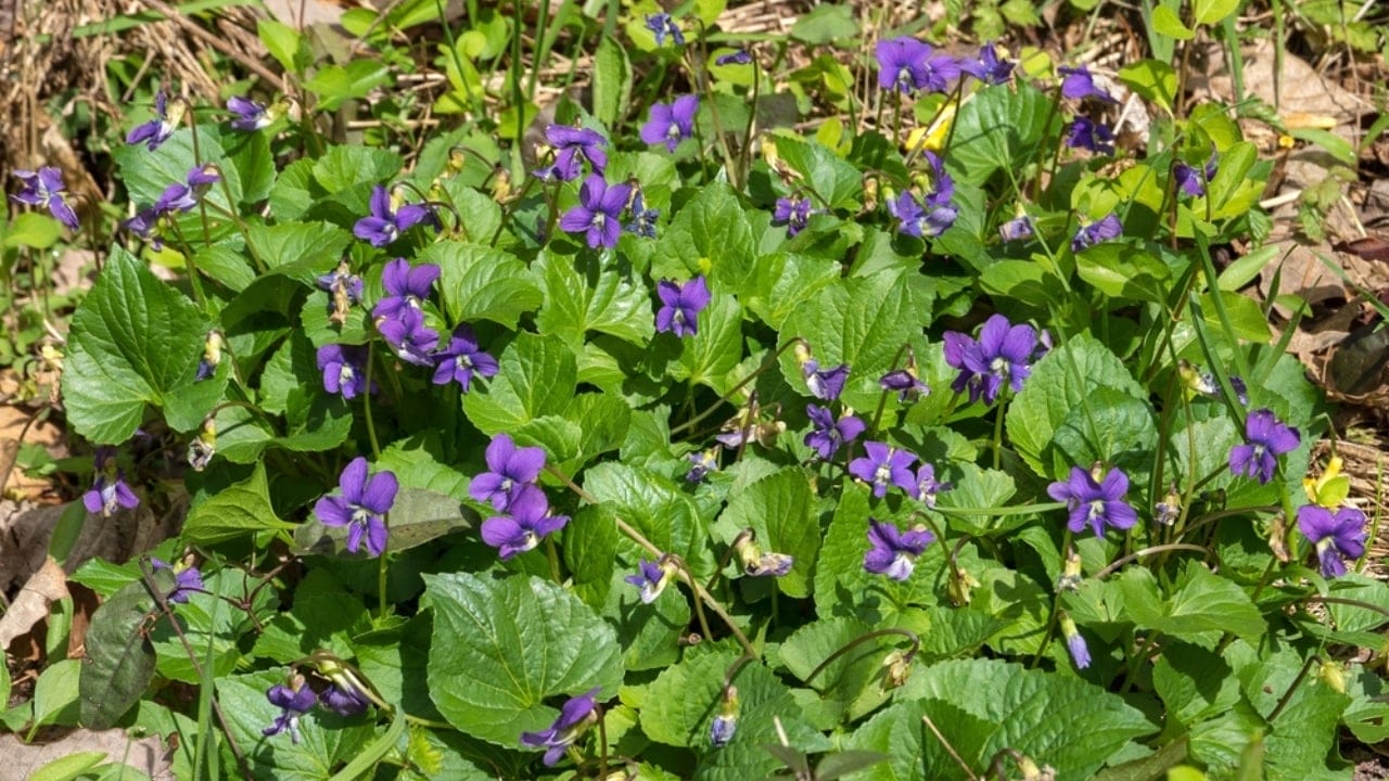 Think Wild Violets Are Weeds? Here’s Why You’re Wrong 8 Think Wild Violets Are Weeds? Here’s Why You’re Wrong - bunch of common blue violets ss2281979257