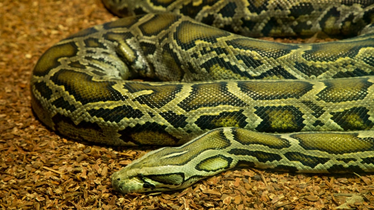 America’s 12 Most Destructive Invasive Species Taking Over Ecosystems - burnese python dp217863930