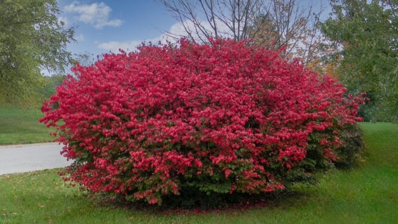 Skip the Fence: 18 Fast-Growing Shrubs for Instant Privacy 9 Skip the Fence: 18 Fast-Growing Shrubs for Instant Privacy - burning bush ss2460887207