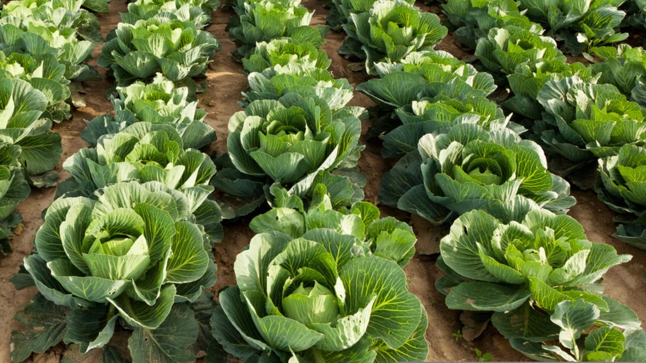 How Much to Grow Per Person for a Full Year of Garden-Fresh Food 15 How Much to Grow Per Person for a Full Year of Garden-Fresh Food - cabbage dp11915527