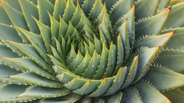 17 Unusual Houseplants That Add Charm & Character to Any Room 3 17 Unusual Houseplants That Add Charm & Character to Any Room - cacti leaves spiral dp81605942