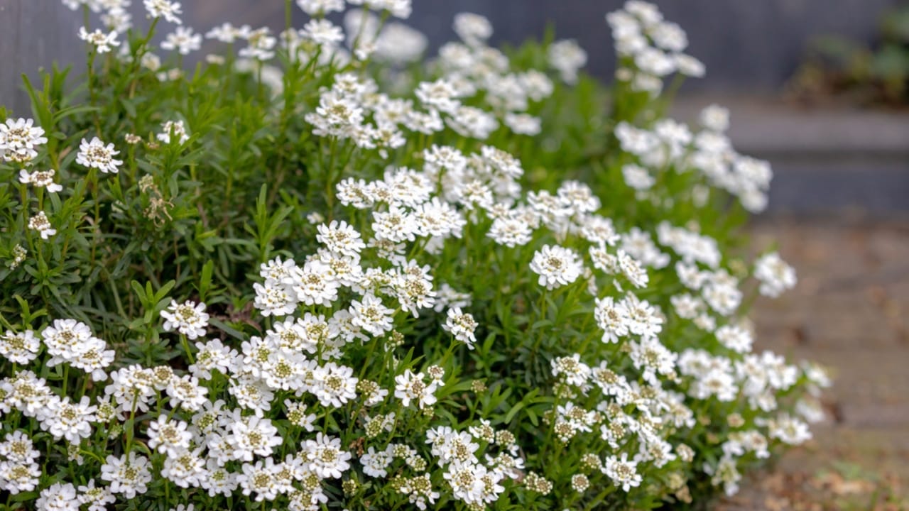 15 Evergreen Perennials for Constant Color & Natural Weed Control - candytuft ss1958107147