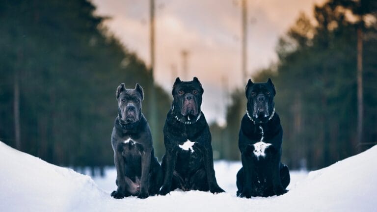 23 Dog Breeds That Could Be Lifesavers in a Zombie Apocalypse - cane corso Italian mastiff ss1292128051 degm