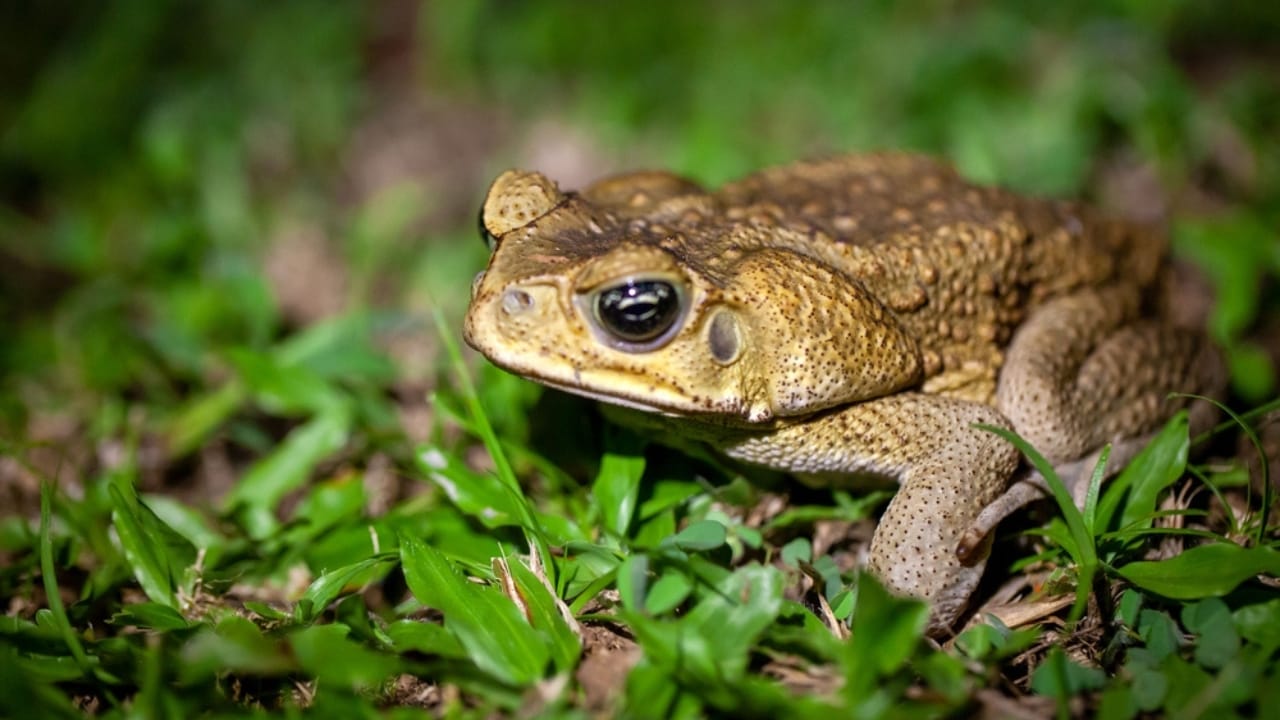 America’s 12 Most Destructive Invasive Species Taking Over Ecosystems - cane toad dp719910920
