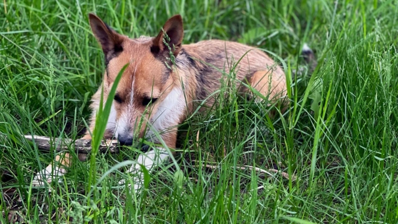 The World's Most Unique Dog: 8 Lundehund Facts 10 The World's Most Unique Dog: 8 Lundehund Facts - canine norweigan lundehund ss2367102447