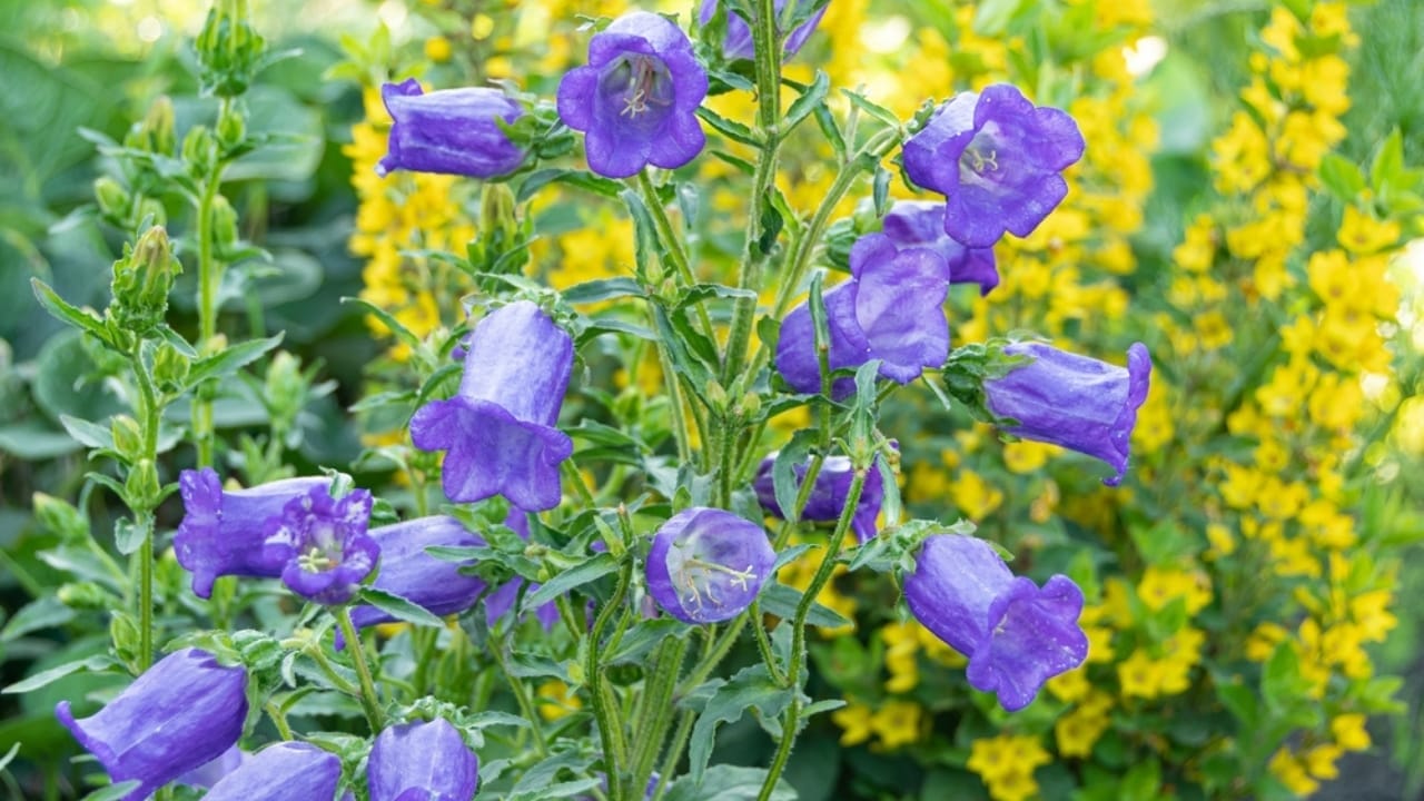 15 Flowers to Set the Mood for a Romantic Garden Escape 12 15 Flowers to Set the Mood for a Romantic Garden Escape - canterbury bells ss2142989693