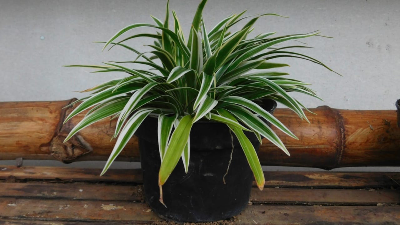 10 Stunning Container Plants Perfect for Shade 11 10 Stunning Container Plants Perfect for Shade -