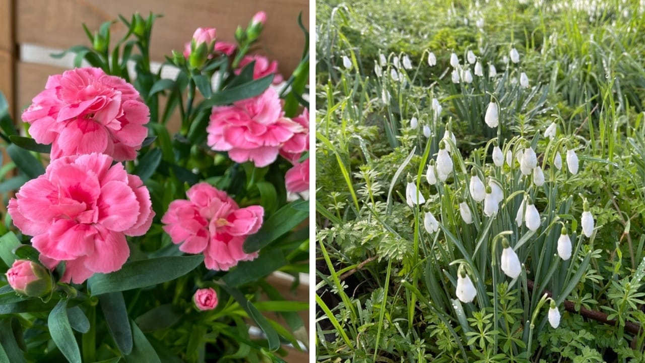 From January to December: The Meaning of Your Birth Flowers - carnation and snowdrop ss24684472691939939564