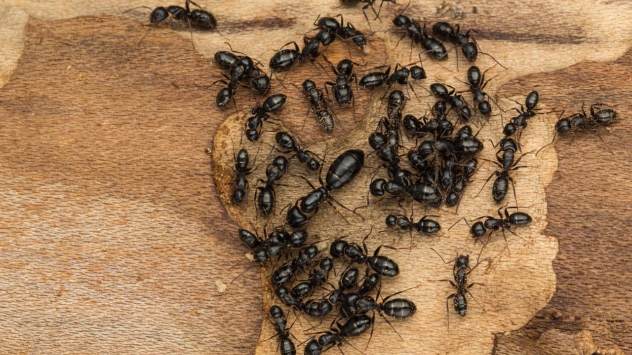 14 Dangerous Bugs You Should Eliminate on Sight - carpenter ants Camponotus pennsylvanicus ss277422656