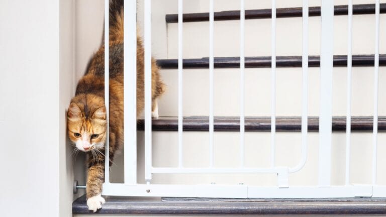 Cats are Almost Liquid: Here’s Why They Can Ooze Through Small Spaces - cat ss2367769061