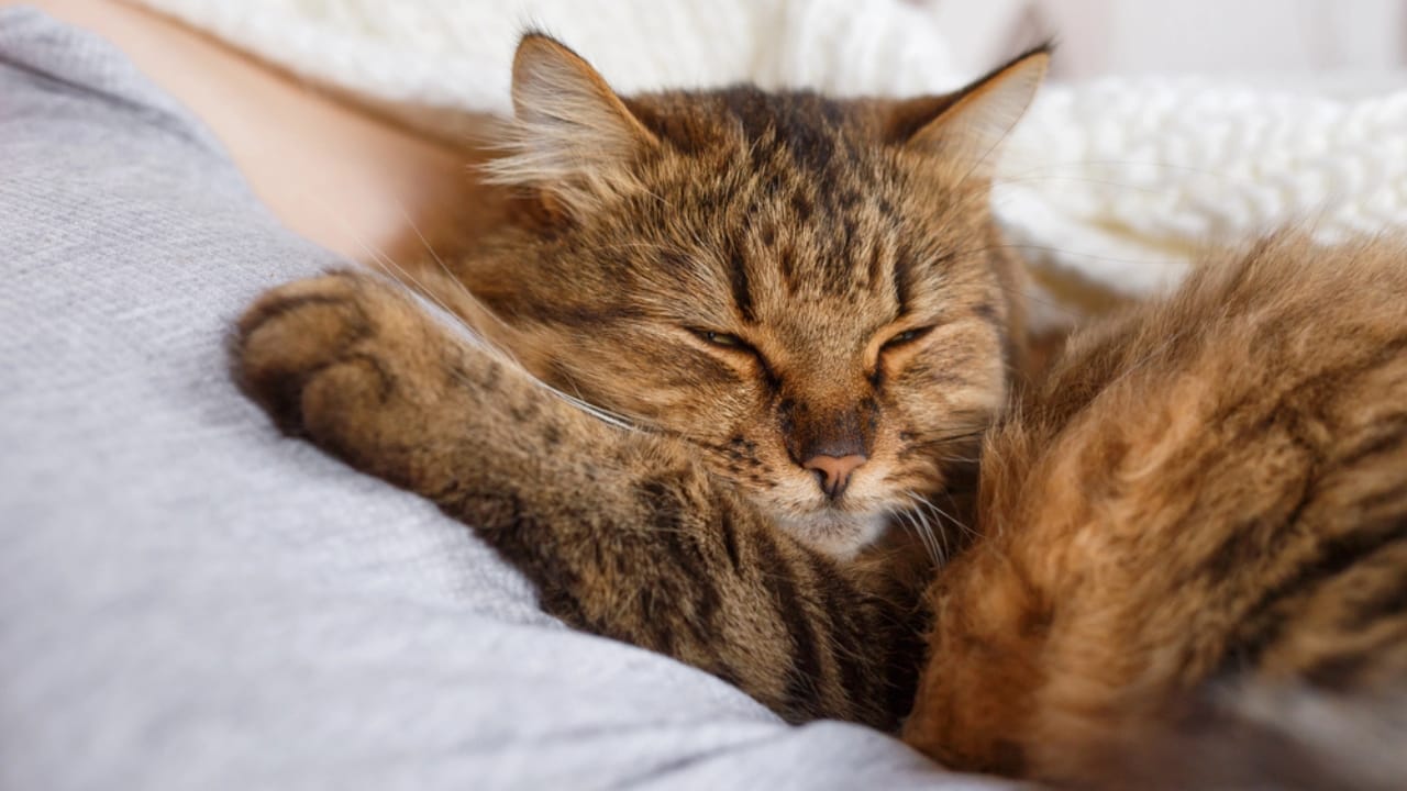 10 Comforting Reasons Cats Always Sleep Next to Their Humans - cat bedtime dp172417418